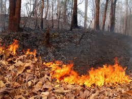 Stato di massima pericolosità per incendi boschivi dall' 8 aprile 2020