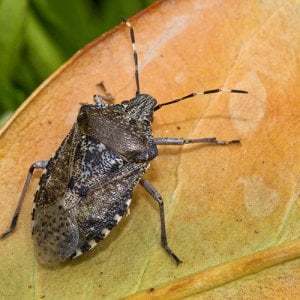 Cimice: ospite indesiderato. Come comportarsi?